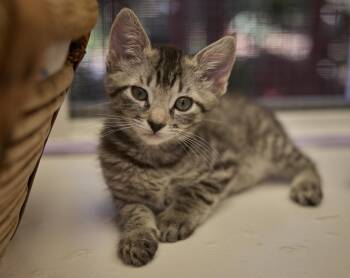 Delilah -  Tabby Cat for Adoption in Santa Barbara, California - Delilah | PetCurious
