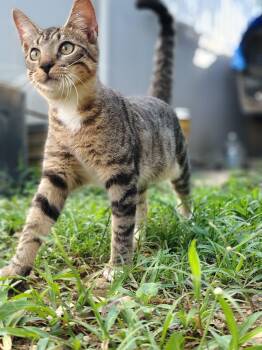 Domestic Short Hair Cats Available for Adoption in Franklin, Massachusetts - Thor | PetCurious