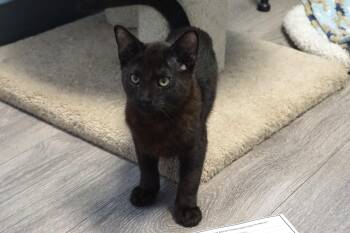 Punky Monkey -  Domestic Medium Hair Cat for Adoption in Fountain Hills, Arizona - Punky Monkey | PetCurious
