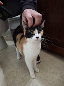 Domestic Short Hair Cats Available for Adoption in Albany, New York - Roo | PetCurious