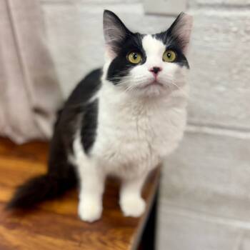 Rescue Domestic Medium Hair Cats for Adoption in Hopkinton, Massachusetts - Dixie | PetCurious