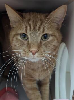 Domestic Short Hair Cats Available for Adoption - Jaxson | PetCurious