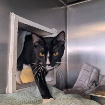 Lane -  Domestic Short Hair Cat for Adoption in Dover, New Hampshire - Lane | PetCurious