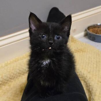 Black Bean -  Domestic Short Hair Cat for Adoption in Brownsboro, Alabama - Black Bean | PetCurious