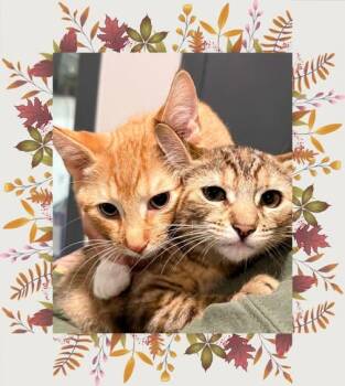 Peanut and Cashew (Bonded Pair) -  Domestic Short Hair Cat for Adoption in Pasco, Washington - Peanut And Cashew (Bonded Pair) | PetCurious