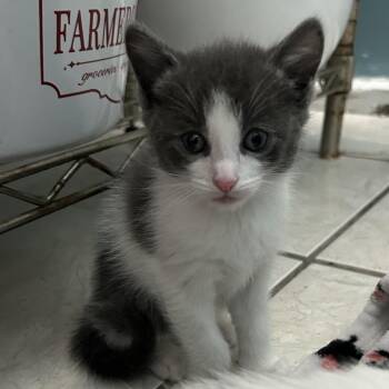 Domestic Short Hair Cats Available for Adoption in Long Beach, California - Tulip | PetCurious