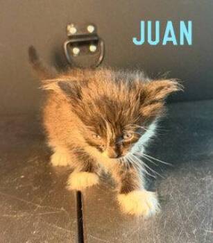 Domestic Medium Hair Cats Available for Adoption in Pleasanton, Texas - Juan | PetCurious