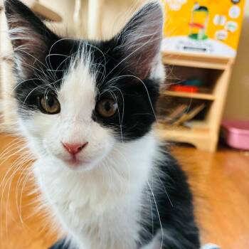 Marcia -  Domestic Short Hair Cat for Adoption in Sandy Springs, Georgia - Marcia | PetCurious
