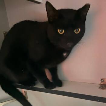 Domestic Short Hair Cats Available for Adoption - Beau | PetCurious