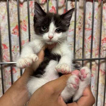 Ayasa -  Domestic Short Hair Cat for Adoption in Bristol, Indiana - Ayasa | PetCurious