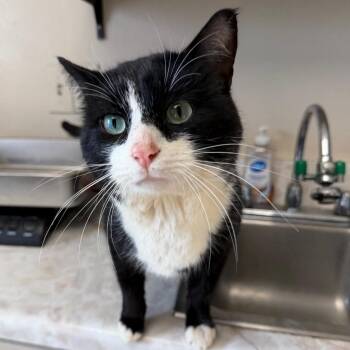 Domestic Short Hair Cats Available for Adoption - Domino | PetCurious