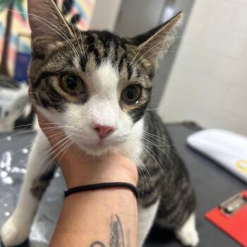 Domestic Short Hair Cats Available for Adoption - Jordan | PetCurious