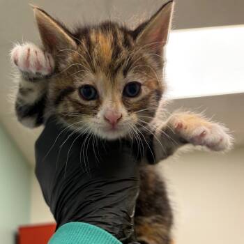 Tillamook -  Domestic Short Hair Cat for Adoption in Keizer, Oregon - Tillamook | PetCurious