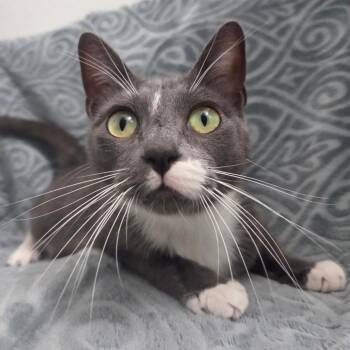 Letty -  Domestic Short Hair Cat Available for Adoption in Brea, California - Letty | PetCurious