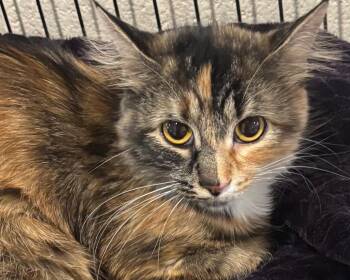 FANCY -  Domestic Medium Hair Cat for Adoption in Elizabethton, Tennessee - FANCY | PetCurious