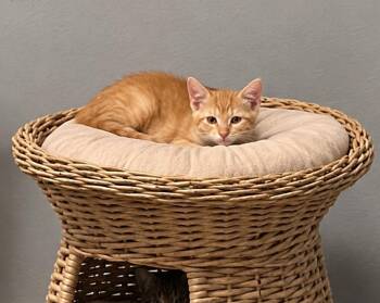 Bippy -  Domestic Short Hair Cat for Adoption in Millcreek, Utah - Bippy | PetCurious