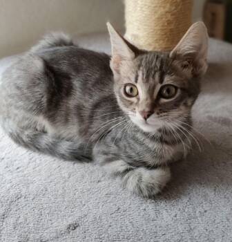 Rocket 2 -  Domestic Short Hair Cat for Adoption in Tucson, Arizona - Rocket 2 | PetCurious