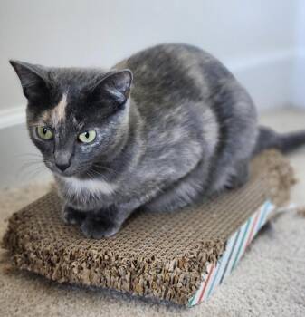 Ava -  Domestic Short Hair Cat for Adoption in Cincinnati, Ohio - Ava | PetCurious