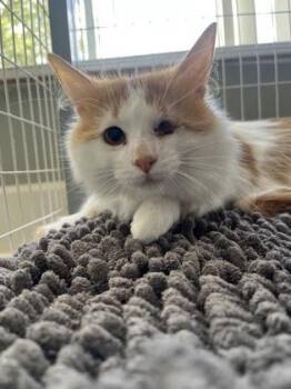 Domestic Long Hair and Domestic Short Hair Cats Available for Adoption in Baton Rouge, Louisiana - Scott | PetCurious