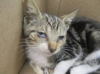 HELEN KELLER -  Domestic Short Hair Cat for Adoption in Ocala, Florida - HELEN KELLER | PetCurious