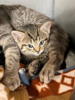 Cheyenne -  Domestic Short Hair Cat for Adoption in Huntington, Indiana - Cheyenne | PetCurious