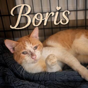 Boris -  Domestic Short Hair Cat for Adoption in Brownsboro, Alabama - Boris | PetCurious