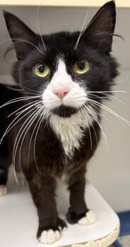 Maxwell -  Domestic Medium Hair Cat for Adoption in Mansfield, Connecticut - Maxwell | PetCurious