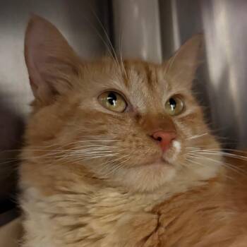 Hollandaise -  Domestic Medium Hair Cat for Adoption in Fall River, Massachusetts - Hollandaise | PetCurious