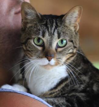 Domestic Short Hair Cats Available for Adoption in North Fort Myers, Florida - Angela | PetCurious
