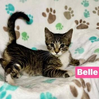Belle -  Domestic Short Hair Cat for Adoption in South Elgin, Illinois - Belle | PetCurious