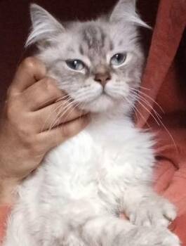 Rescue Ragdoll and Siamese Cats for Adoption in Brampton, Ontario - Happy | PetCurious