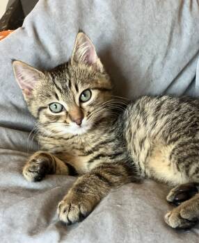 Domestic Short Hair Cats Available for Adoption - CJ | PetCurious