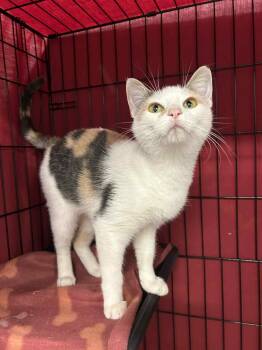 Rescue Domestic Short Hair and Dilute Calico Cats for Adoption - Caluckco | PetCurious