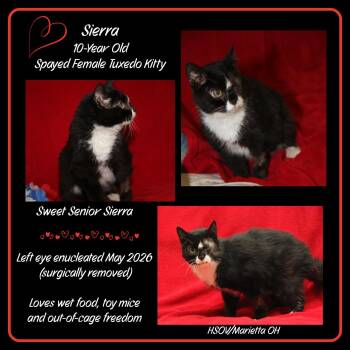 Sierra (Spayed) (Special Needs .. Left Eye Removed) -  Tuxedo and Domestic Short Hair Cat for Adoption in Marietta, Ohio - Sierra (Spayed) (Special Needs .. Left Eye Removed) | PetCurious