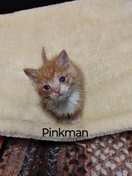 Rescue Domestic Short Hair Cats for Adoption in Oak Park, Michigan - Pinkman | PetCurious