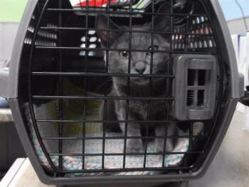 Domestic Short Hair Cats Available for Adoption in Omaha, Nebraska - SNAPDRAGON | PetCurious