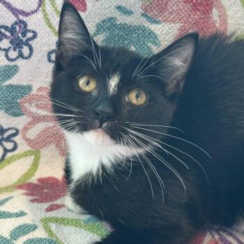 Jill -  Domestic Short Hair Cat for Adoption in Matteson, Illinois - Jill | PetCurious