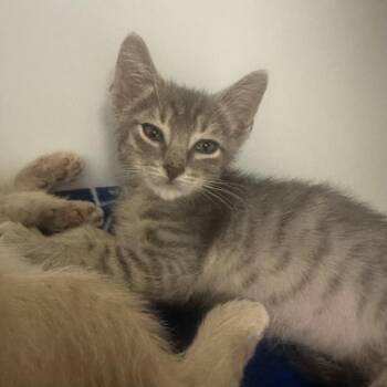 Heat Wave -  Domestic Short Hair Cat for Adoption in Walnut Creek, California - Heat Wave | PetCurious