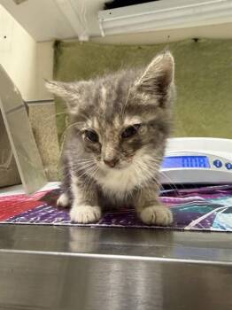 PASTA -  Domestic Short Hair Cat for Adoption in Riverside, California - PASTA | PetCurious