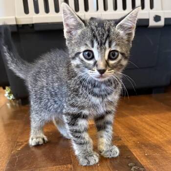 Domestic Short Hair Cats Available for Adoption in Austin, Texas - Neighborhood Friend 2 | PetCurious