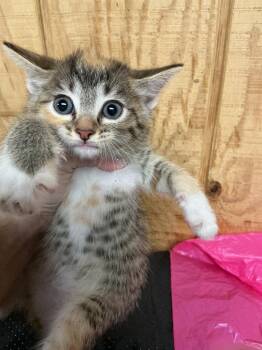 Abyssinian Cats Available for Adoption in Dyersburg, Tennessee - Erin | PetCurious