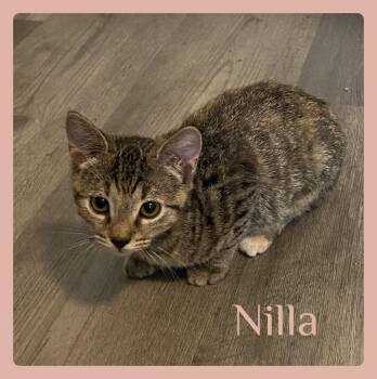 NILLA -  Tabby Cat for Adoption in Lawton, Oklahoma - NILLA | PetCurious