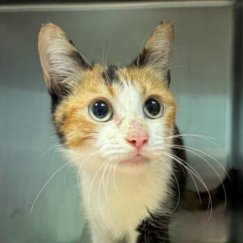 Taya -  Domestic Short Hair Cat for Adoption in Jacksonville, Arkansas - Taya | PetCurious