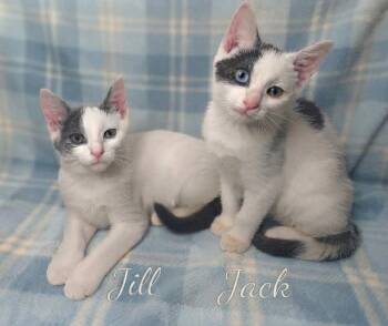 Jack and Jill -  Domestic Short Hair Cat for Adoption in Wyandotte, Michigan - Jack And Jill | PetCurious