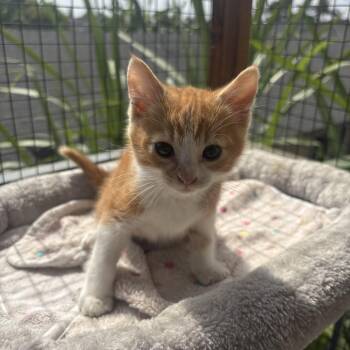 Puss N Boots -  Domestic Short Hair Cat for Adoption in Costa Mesa, California - Puss N Boots | PetCurious