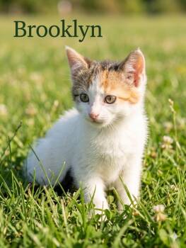 Brooklyn -  Domestic Short Hair Cat for Adoption in Heber City, Utah - Brooklyn | PetCurious