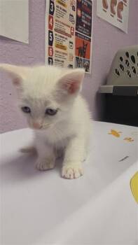 61243423 -  Domestic Short Hair Cat for Adoption in El Paso, Texas - 61243423 | PetCurious
