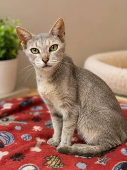 Bernadette -  Domestic Short Hair Cat for Adoption in Gautier, Mississippi - Bernadette | PetCurious