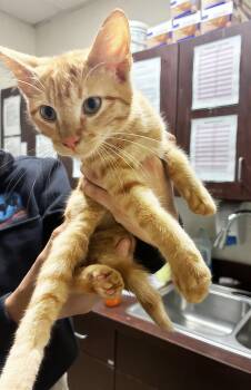 Cho -  Domestic Short Hair Cat for Adoption in Nashville, Tennessee - Cho | PetCurious