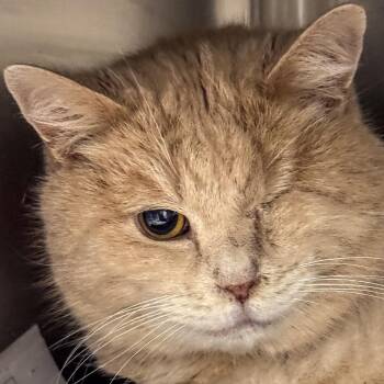 Domestic Short Hair Cats Available for Adoption - Boggie | PetCurious